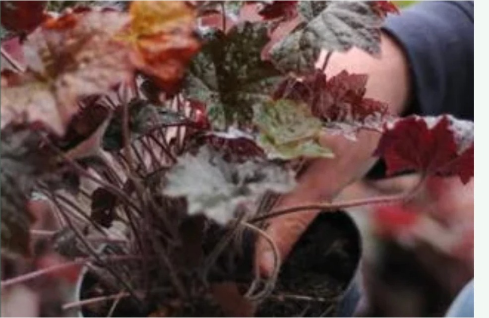 Medewerker houdt een pot met roodbladige Heuchera vast