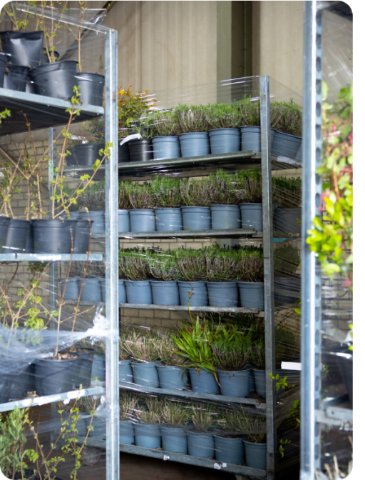 Planten op karren in de kwekerij