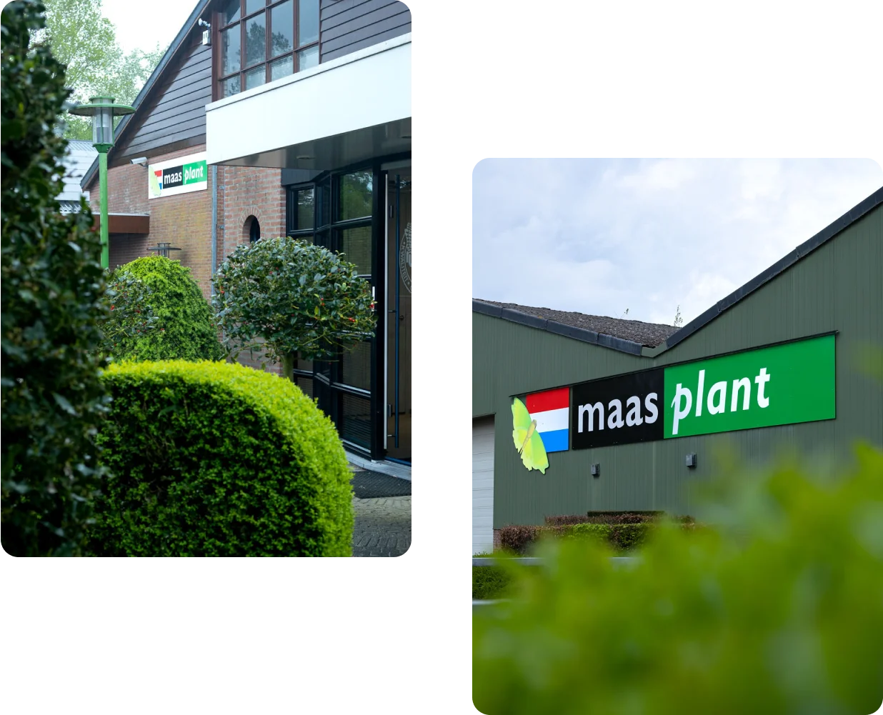 Geschiedenis Maas Plant 6
