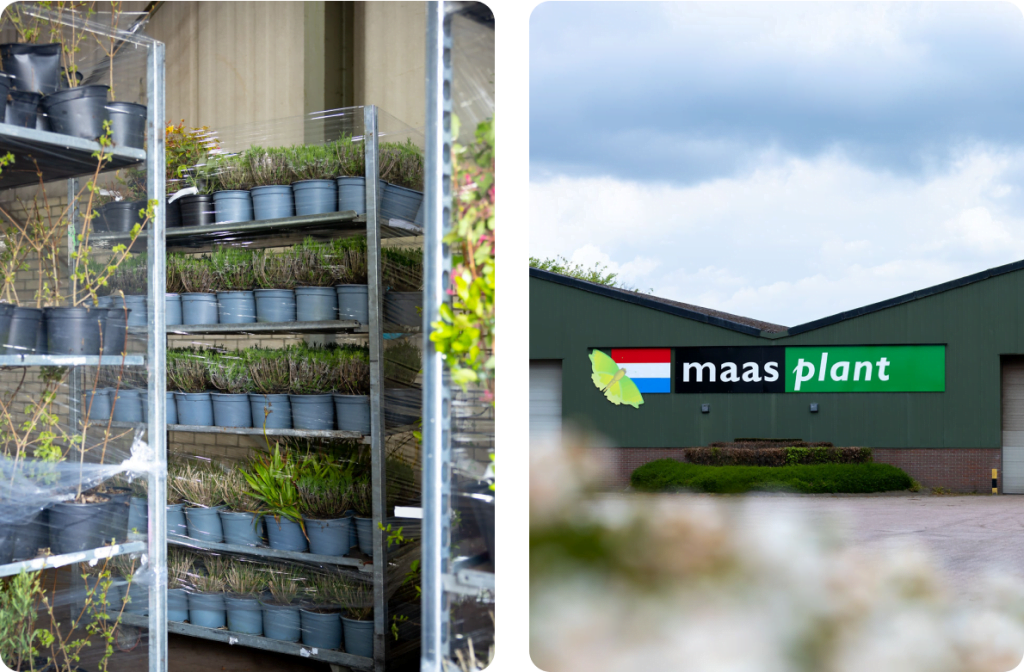 Planten op karren in de kwekerij en de locatie van Maas Plant