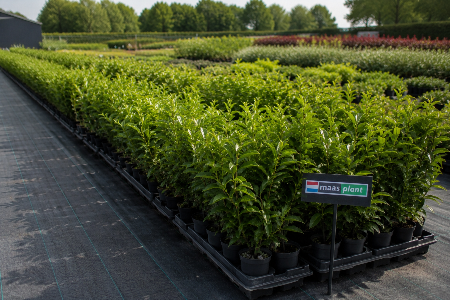 Geschiedenis Maas Plant 11