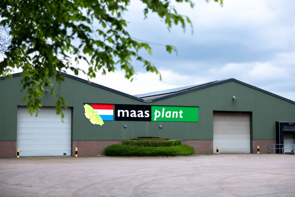 Geschiedenis Maas Plant 5