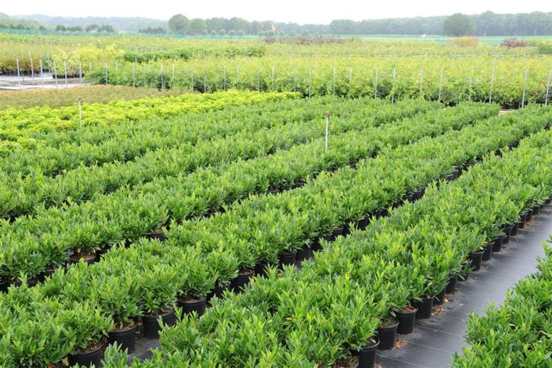 Geschiedenis Maas Plant 10