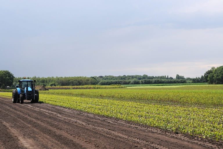 Geschiedenis Maas Plant 16
