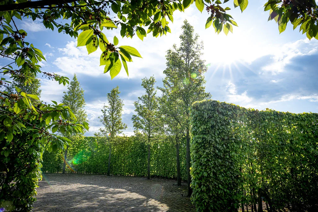 Aanplant van bos- en haagplantsoen