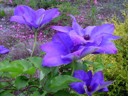 Paarse clematis