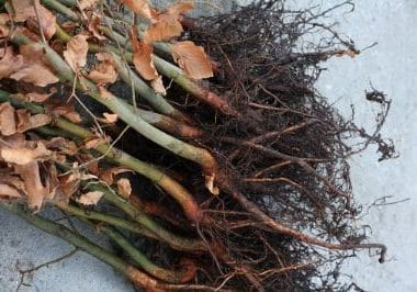 Bos- en haagplantsoen