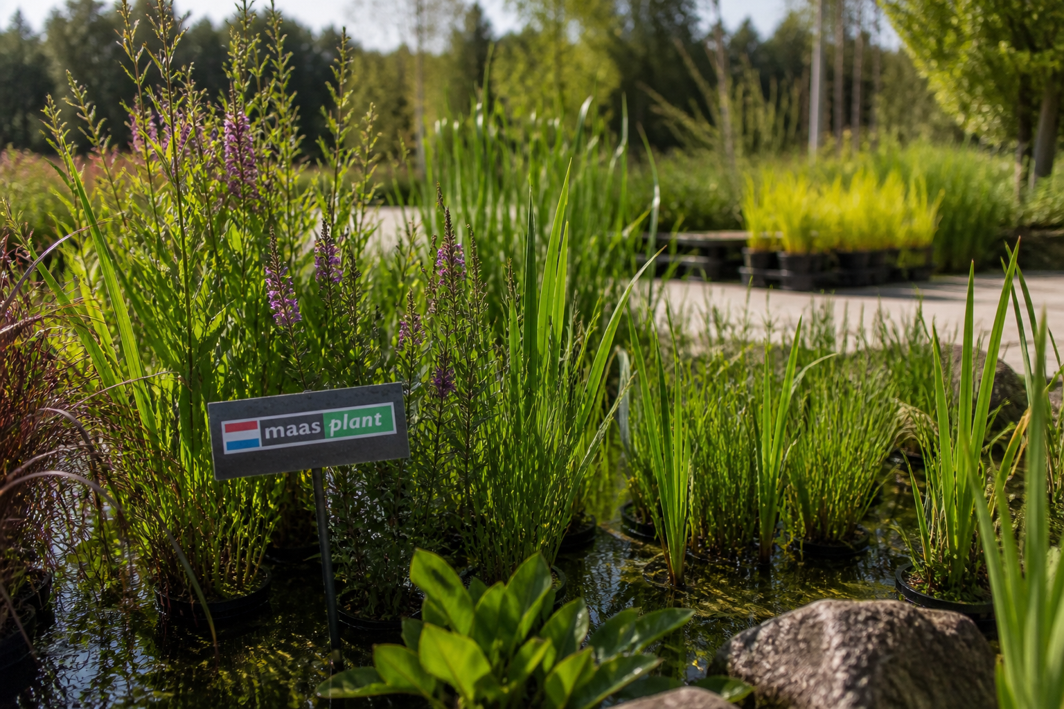 Oeverplanten