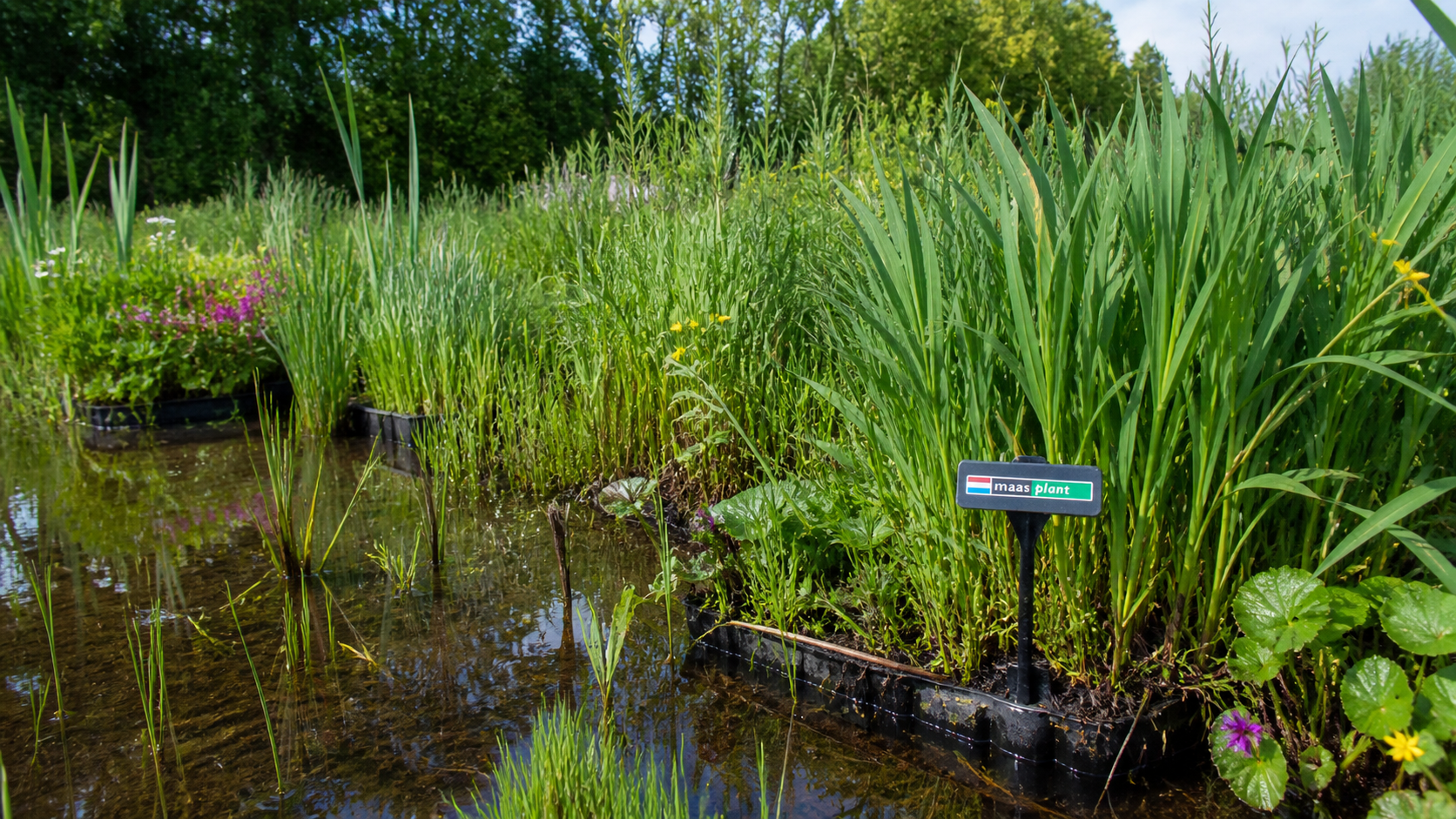 Moerasplanten