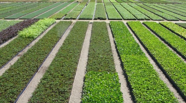 Geschiedenis Maas Plant 12