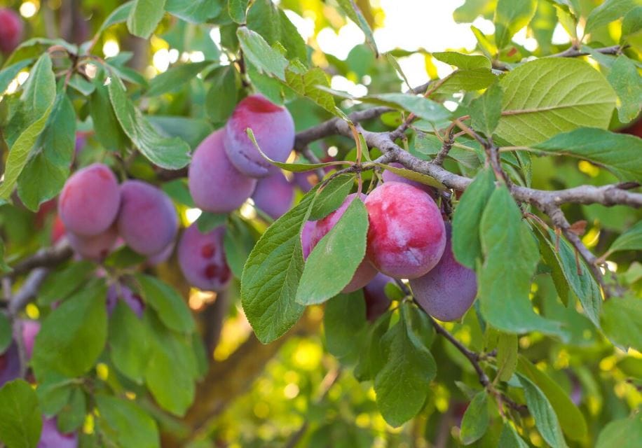 Fruitbomen