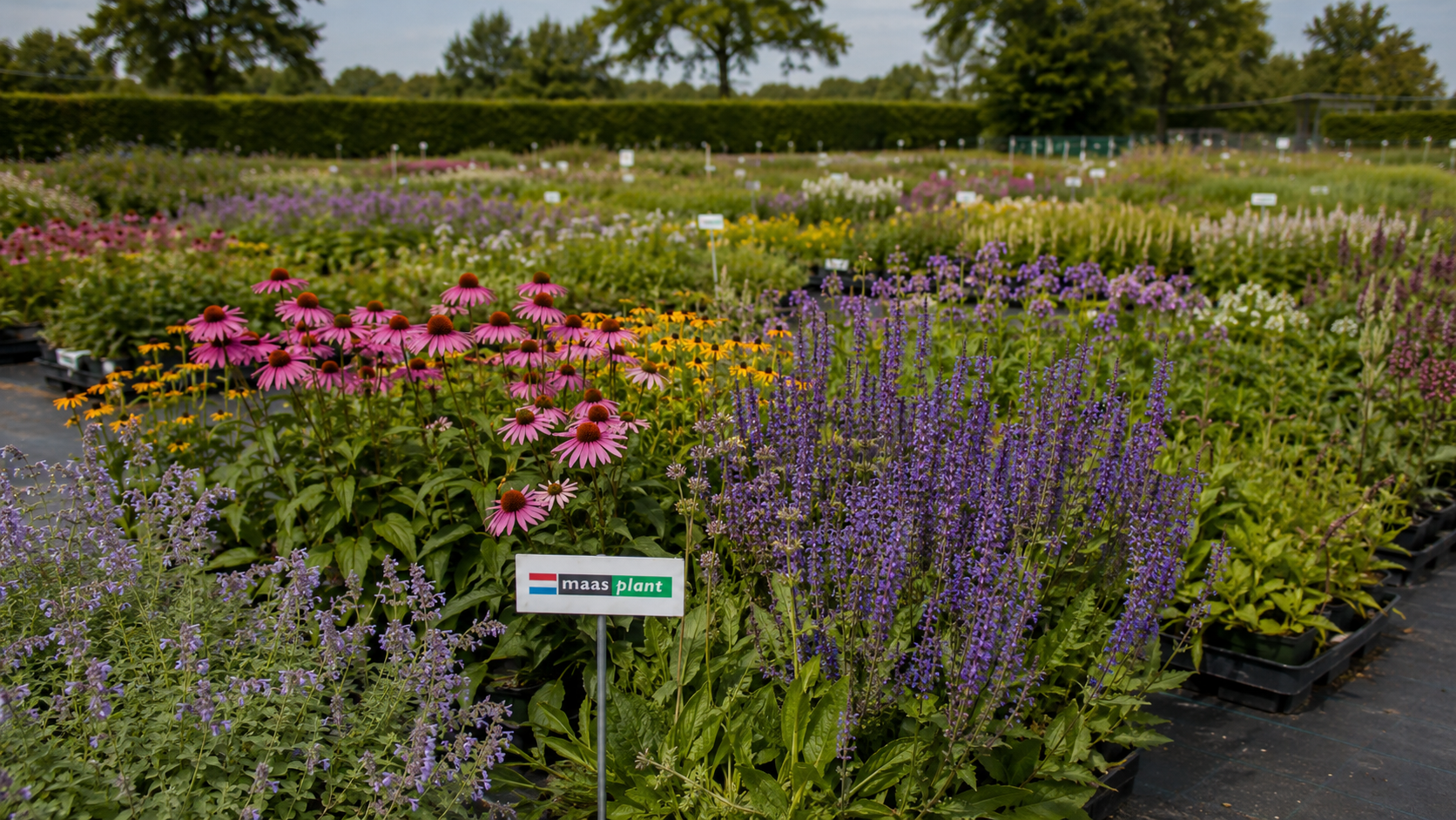 Vaste planten