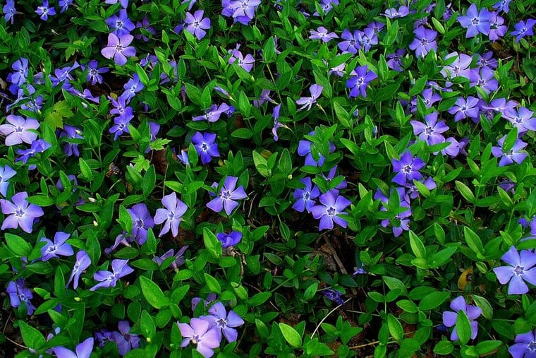 Vinca bodembedekkers met paarse bloemen