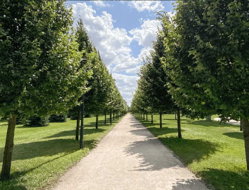 Parkbomen
